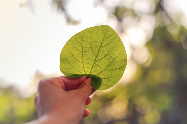 Person holding green leaf up into the skylight